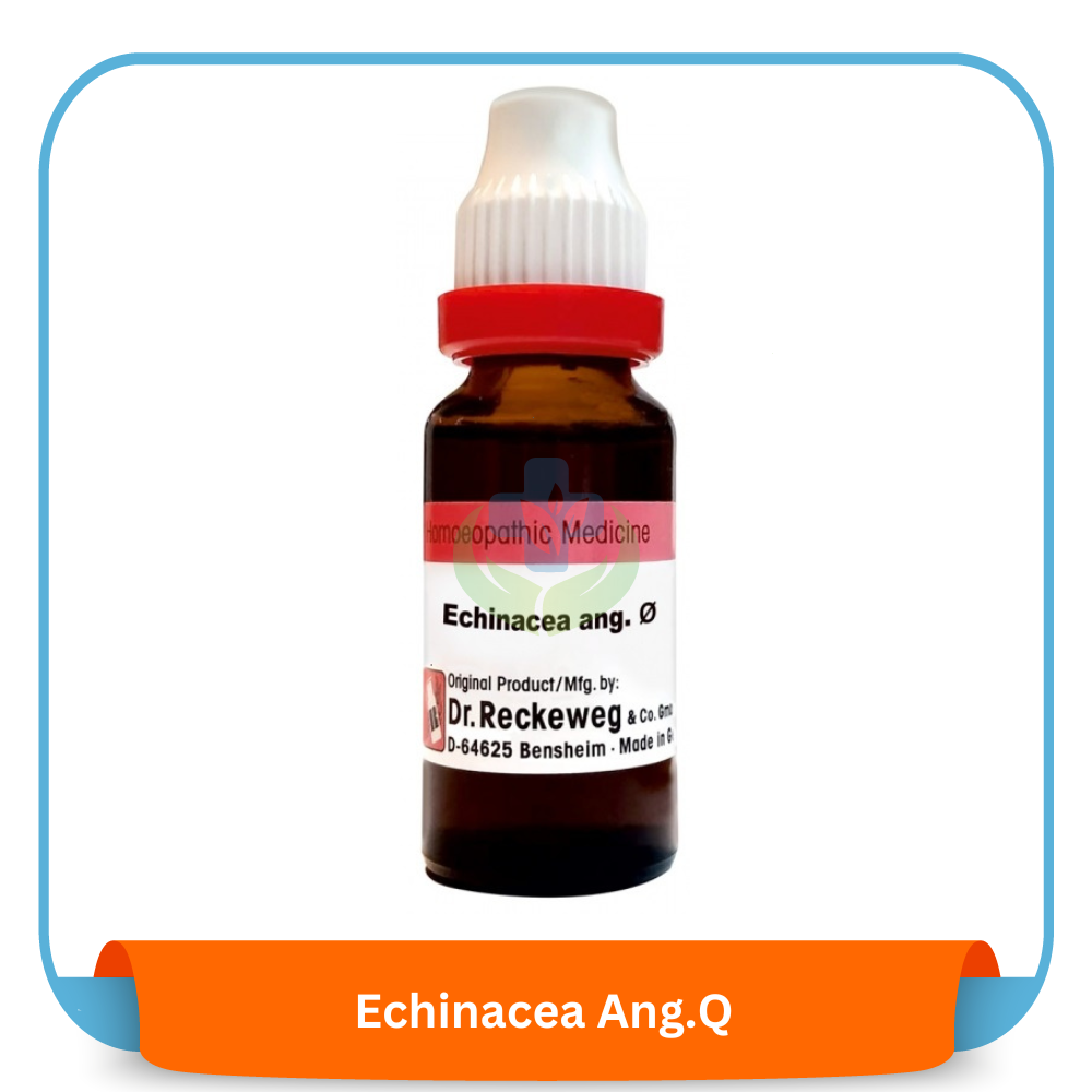 Echinacea Ang.Q 20 ml | Dr. Reckeweg, Germany